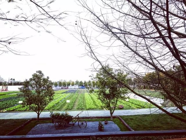 成都多利农庄,成都多利农庄采摘体验园怎么样