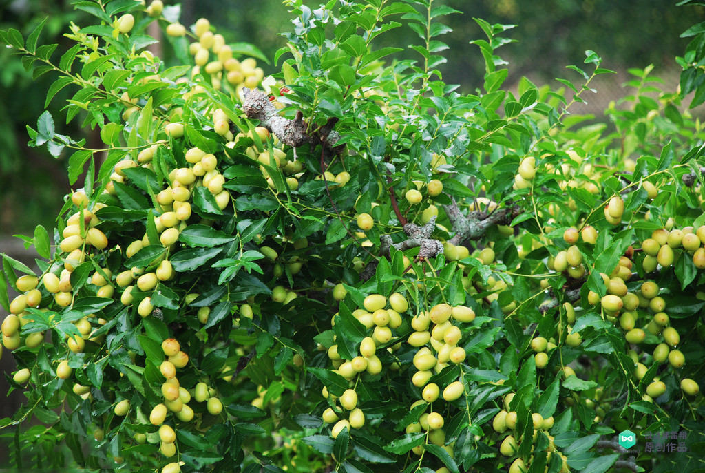 院子适合种的花和设计,庭院设计植物大全