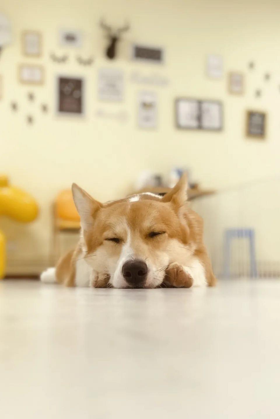 吸屁屁，短腿大耳肉嘟嘟，这家店进去就出不来了…