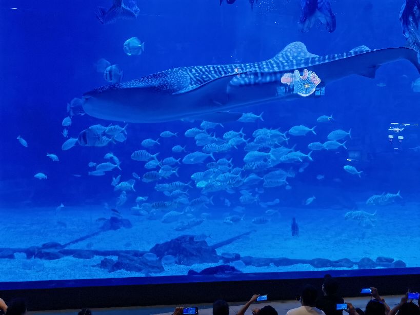 威海和厦门哪个海干净,威海的海干净美丽