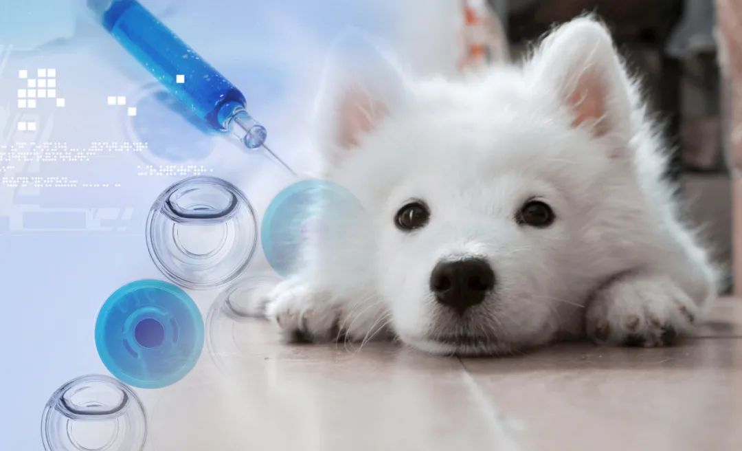 狗：我一次恋爱都没谈，居然得了这种病