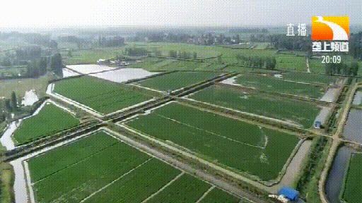 正确养殖小龙虾的方式,同样是养小龙虾你为啥会亏本