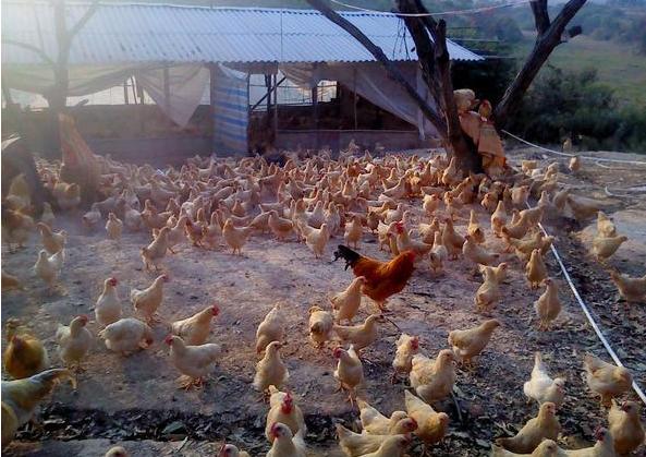 鸡群肿头肿脸用什么药,鸡为什么眼睛肿还出现脓包