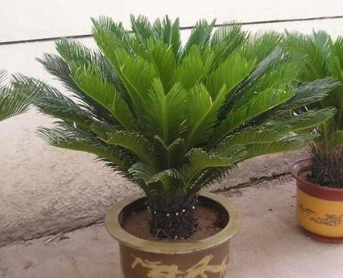 铁树怎么能长得茂盛,铁树怎么养大