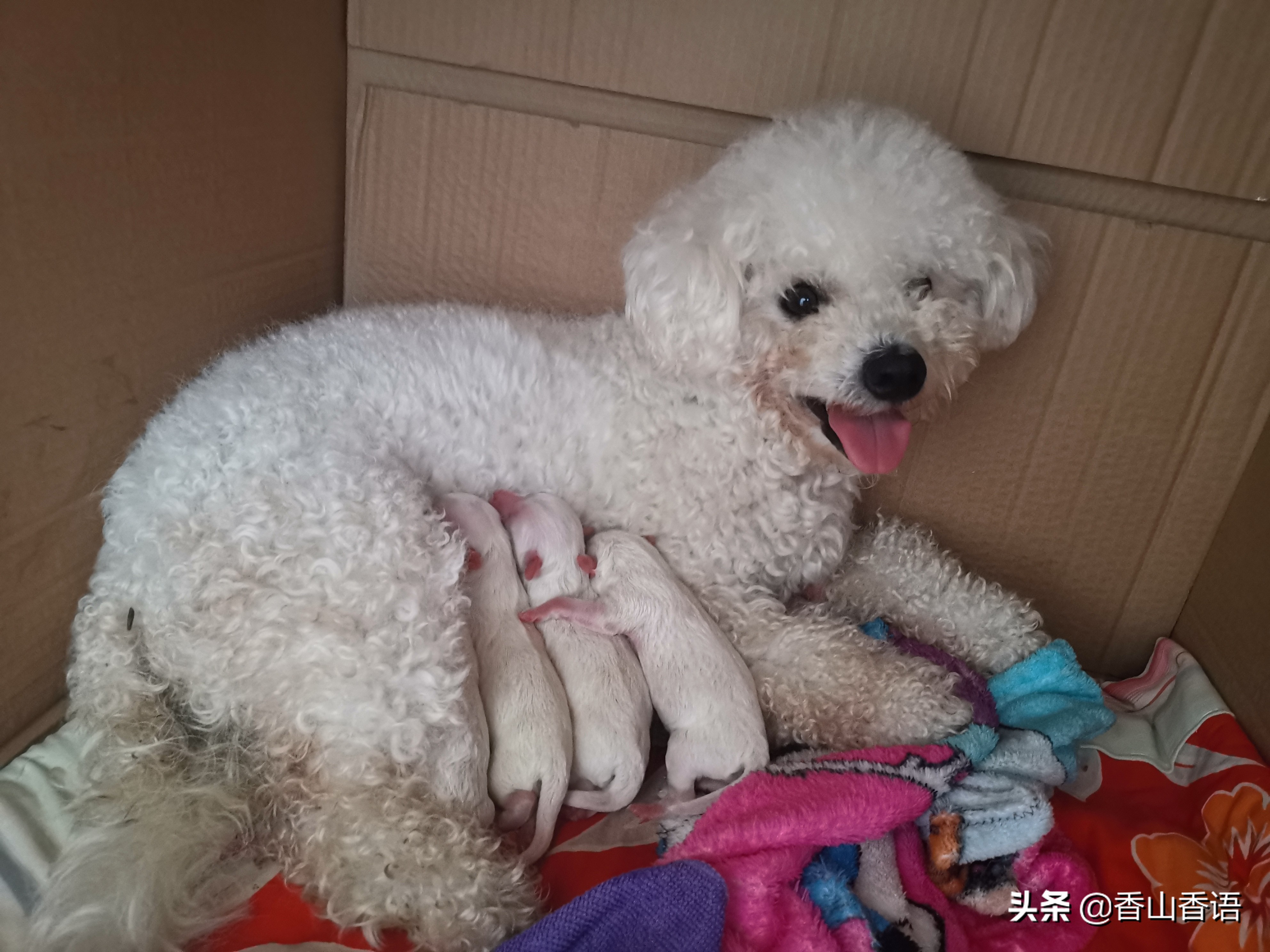 刚出生的小狗护理日记,新生小狗护理注意事项