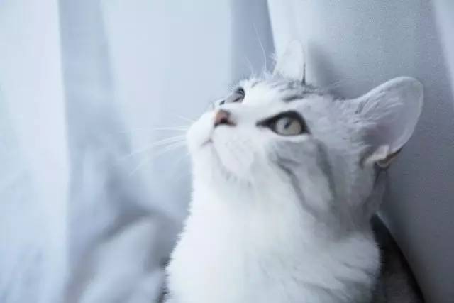 养宠省钱,奇葩养宠经历