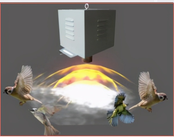 农村大哥蓝莓地里铺锯末，历经3年变身摇钱树，眼看成熟鸟吃光