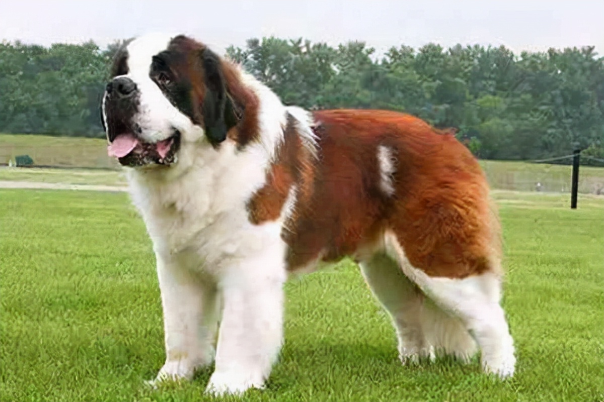 狗狗品种大全及介绍了解一下,狗狗品种怎么挑选最好看