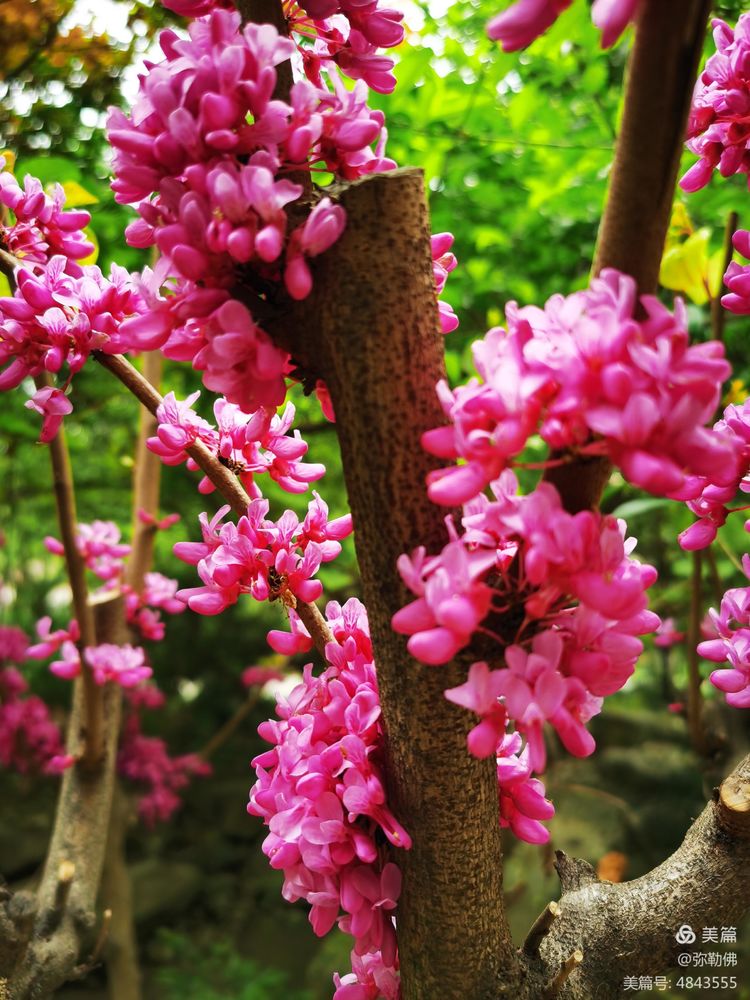 高新枫林华府住房,高新枫林华府小区评测