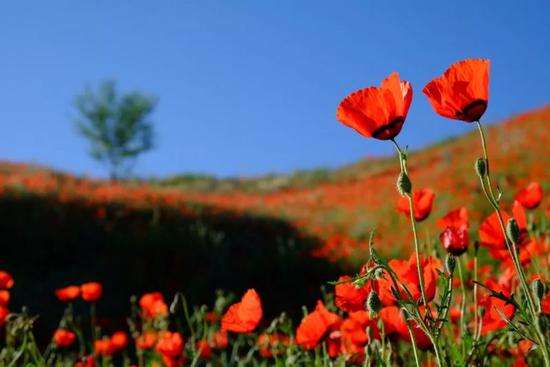 出国旅游担心语言问题,出国旅游预订机票口语