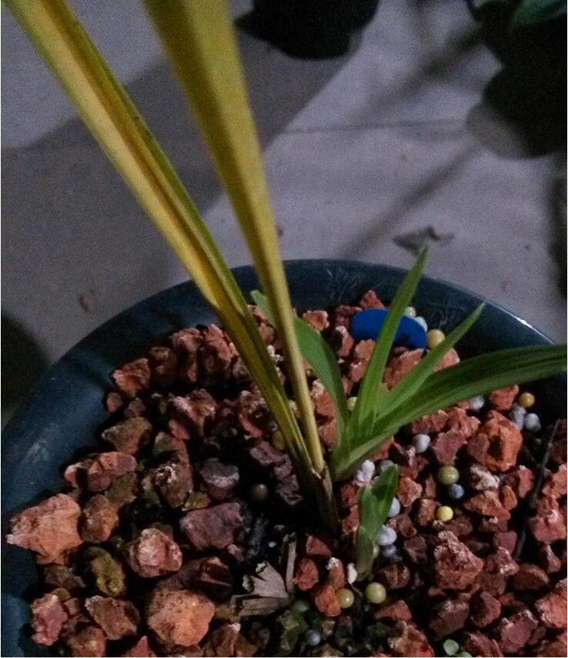 花瓶的兰花叶片发黄怎么处理,兰花叶片发黄需要施什么肥料