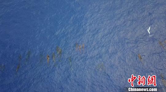 鲸类抹香鲸,搁浅抹香鲸成功放归深海首次成功