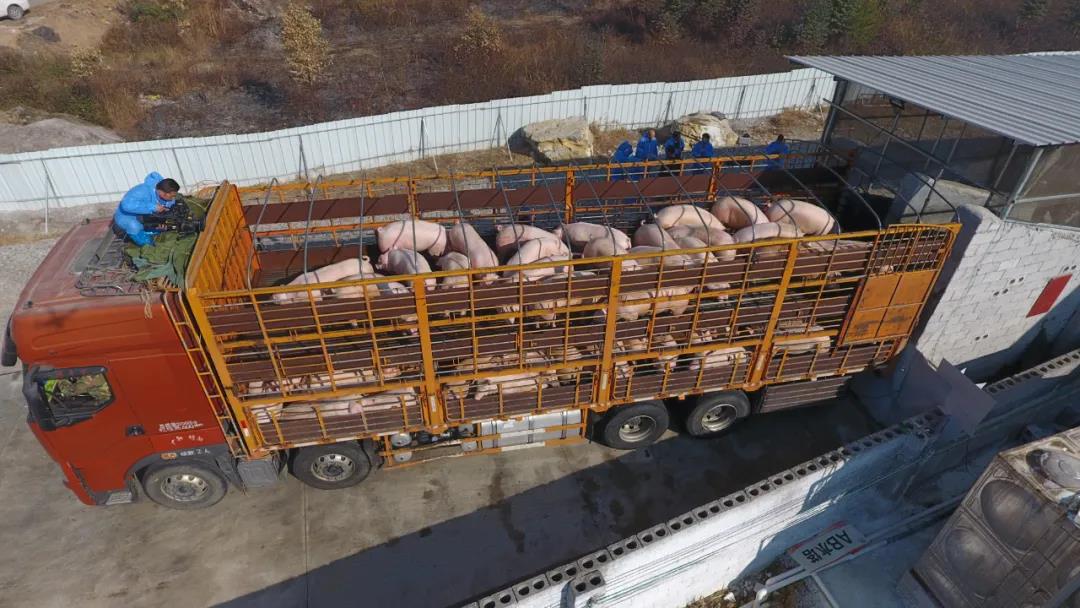 猪价几次探底,猪价二次探底