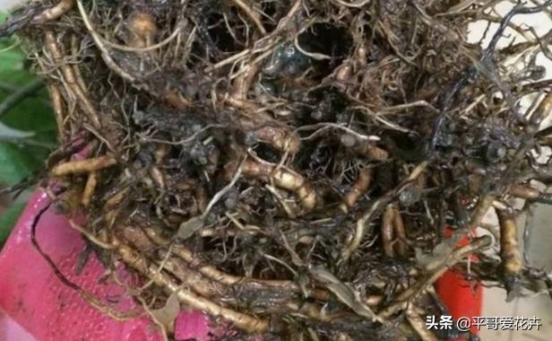 栀子花烂根最好的处理方法,栀子花烂根怎么补救最快最有效