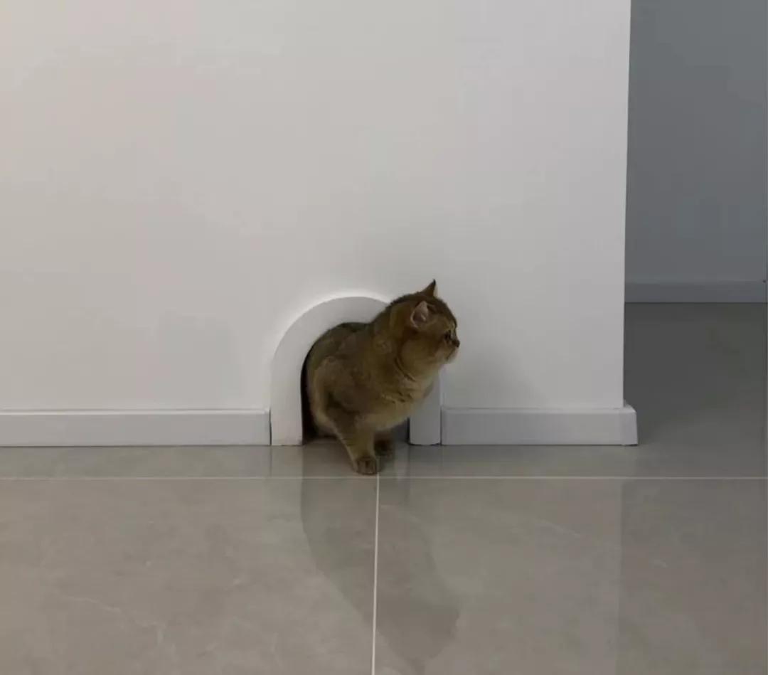 有宠一族必看：啥家庭条件呀，好几万的沙发随便毁？