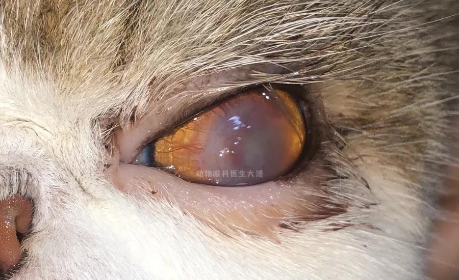 猫眼角膜溃疡怎么治疗,猫眼睛溃疡最佳治疗方法