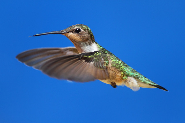 中西双语阅读墨西哥人的蜂鸟情结