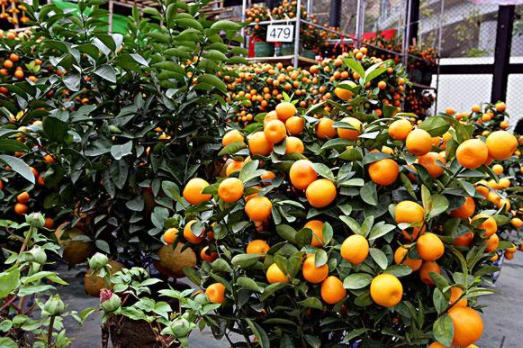 橘子树长得旺开花不坐果怎么办,盆栽橘子树的技巧和方法