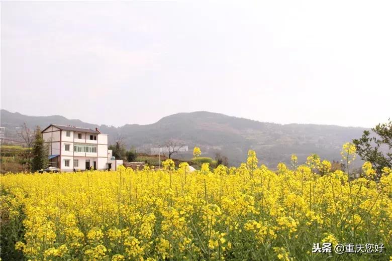 重庆云阳黄金,重庆市云阳县黄金价格