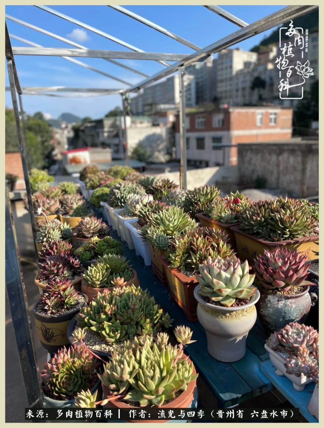 国庆假期你快乐吗？来，凉都美肉与你相伴一一小乌木的霸气东云