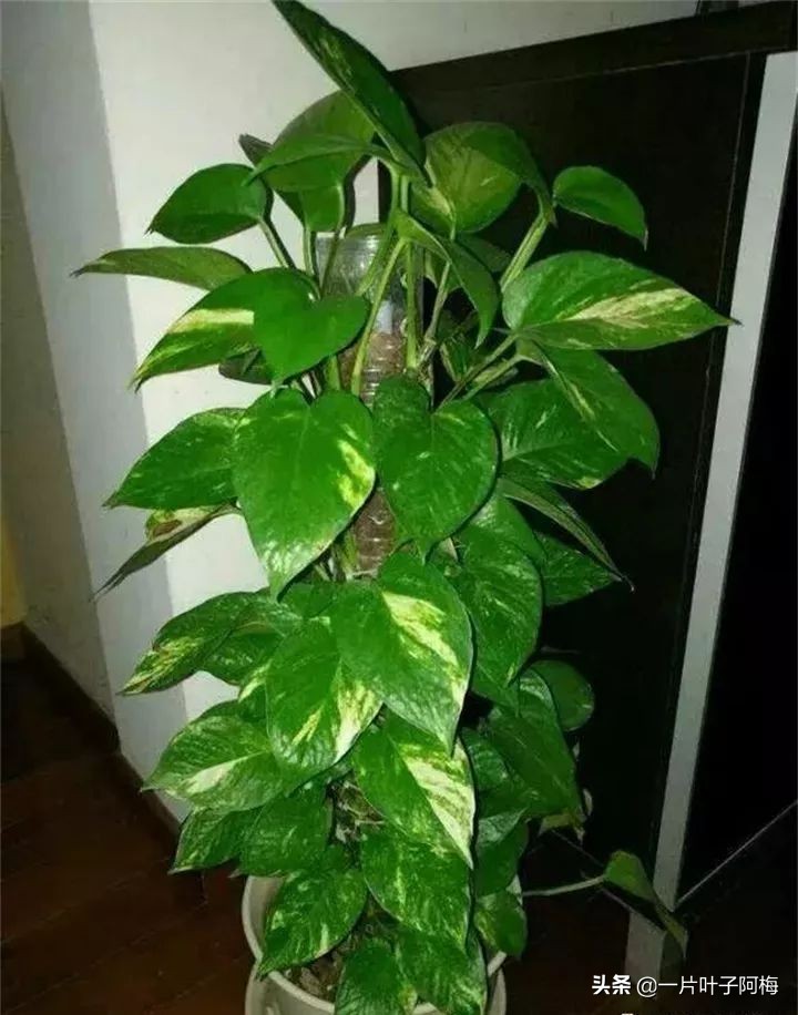 绿萝为什么叶子越来越小,绿萝为啥叶子越养越小
