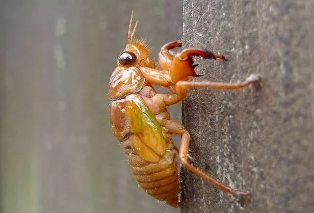 2019十大养殖品种图片,这两年最火的养殖品种