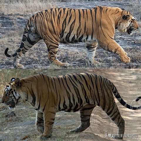 巴梅拉雄虎,传奇虎王战斗视频