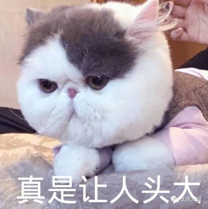 不满3岁也能报名!北京10所热门托班盘点!这两区最多