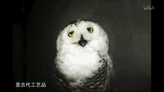 如果国宝会说话纪录片鸟尊,如果国宝会说话晋侯鸟尊