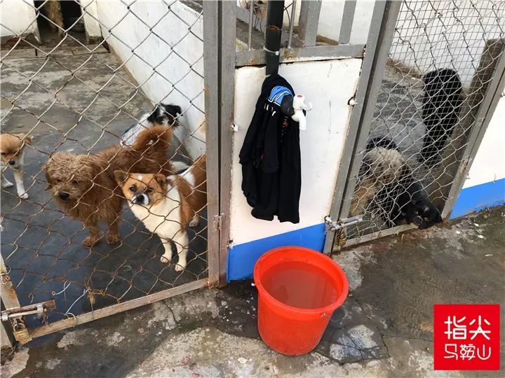 马鞍山流浪狗救助中心在哪里,曝光流浪狗救助真相
