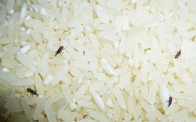大米防生虫的最好方法,大米防生虫用什么