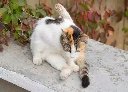 来聊聊猫咪狗狗的事,爱宠常见肠道问题