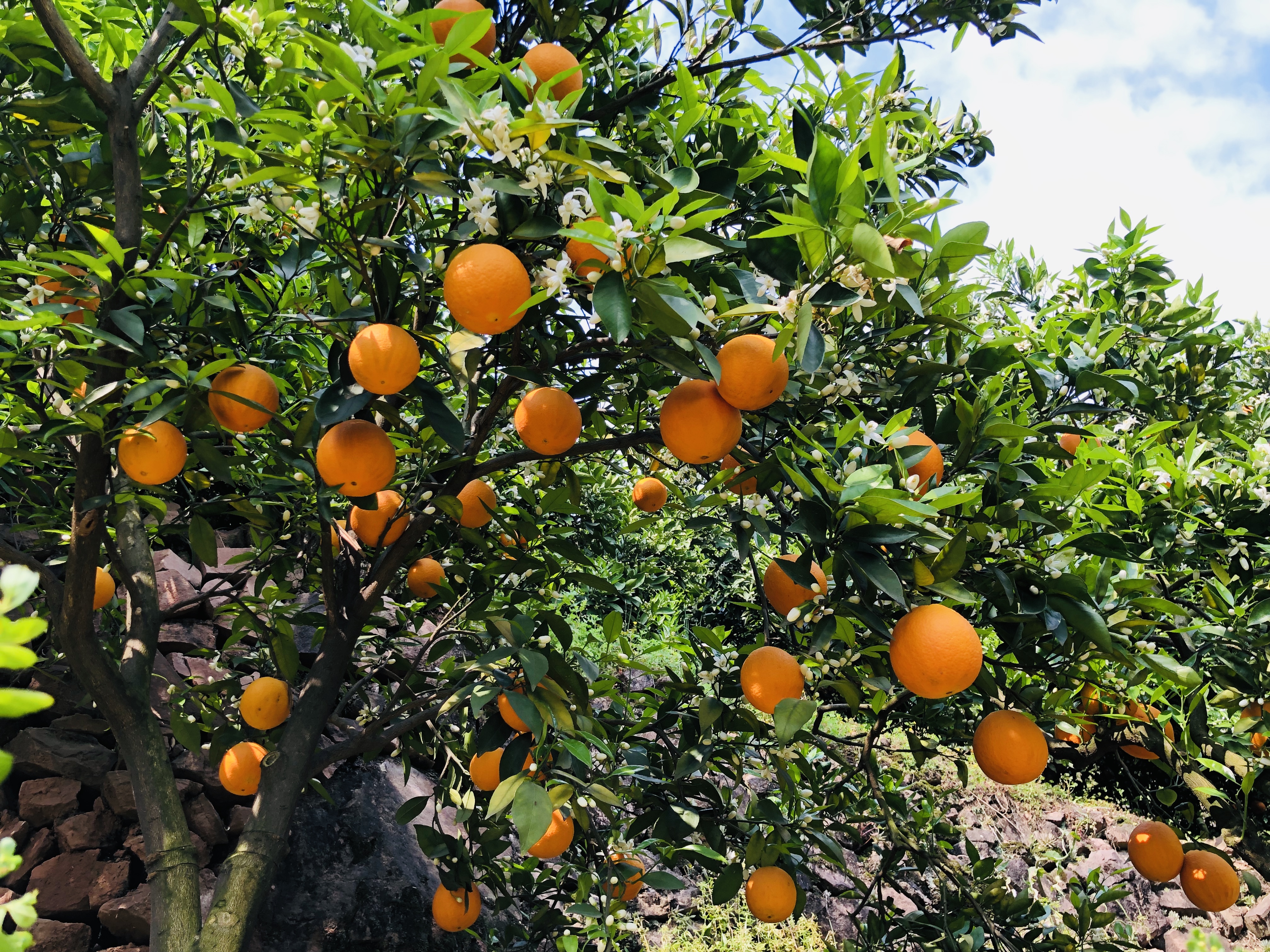 夏季最适合吃的6种水果,夏天这3种水果不宜多吃