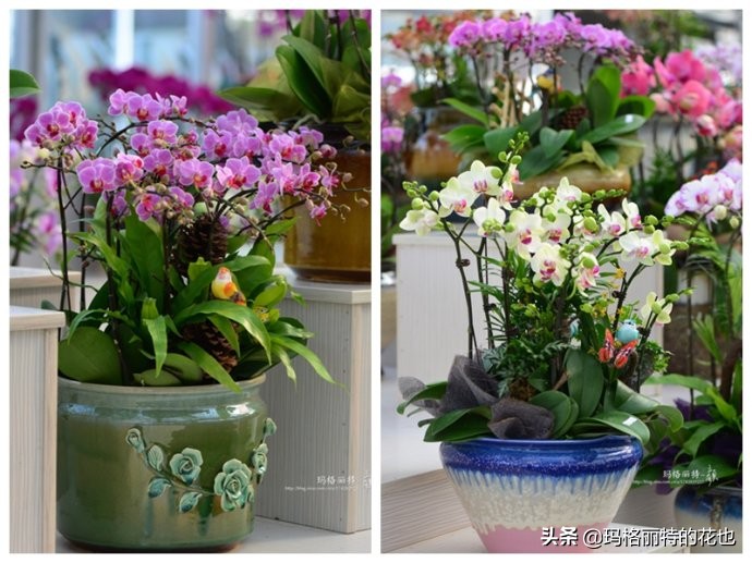 过年买点花,过年了买点什么花草