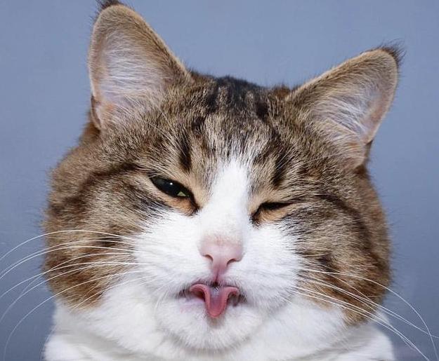 新手养猫公猫还是母猫好点,新手养猫选公的