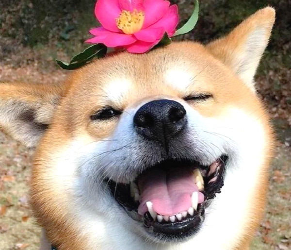 柴犬老是张嘴想咬人但又不是真咬,柴犬幼犬玩起来特别爱咬人怎么办