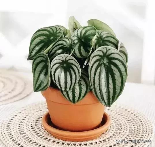 打翻了调色盘的花,打翻了调色盘的美景