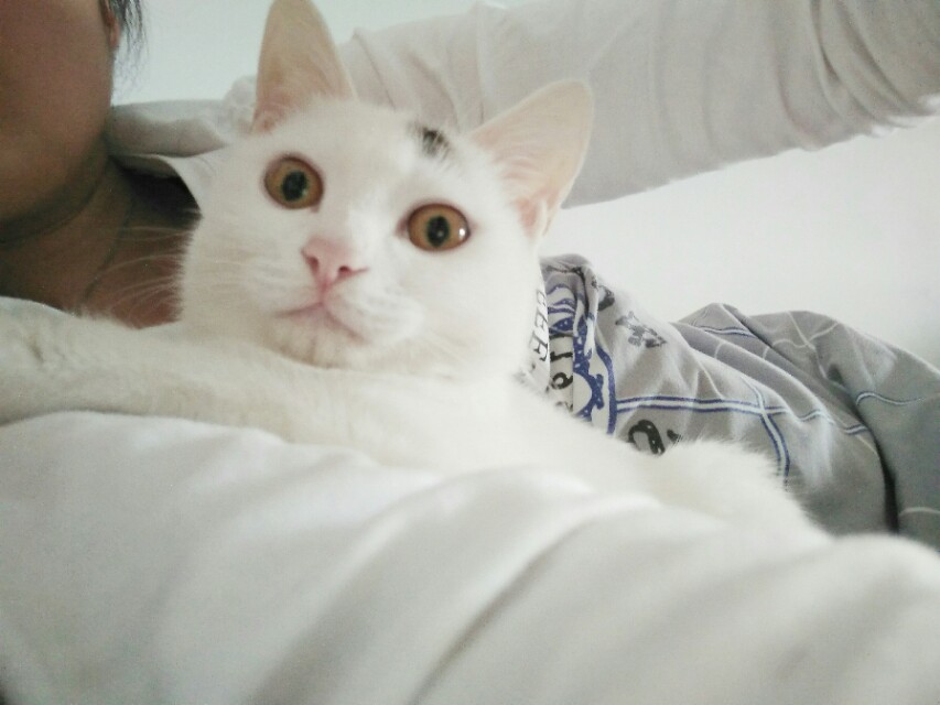 猫咪黏你但不打呼噜,猫咪粘人的七种表现