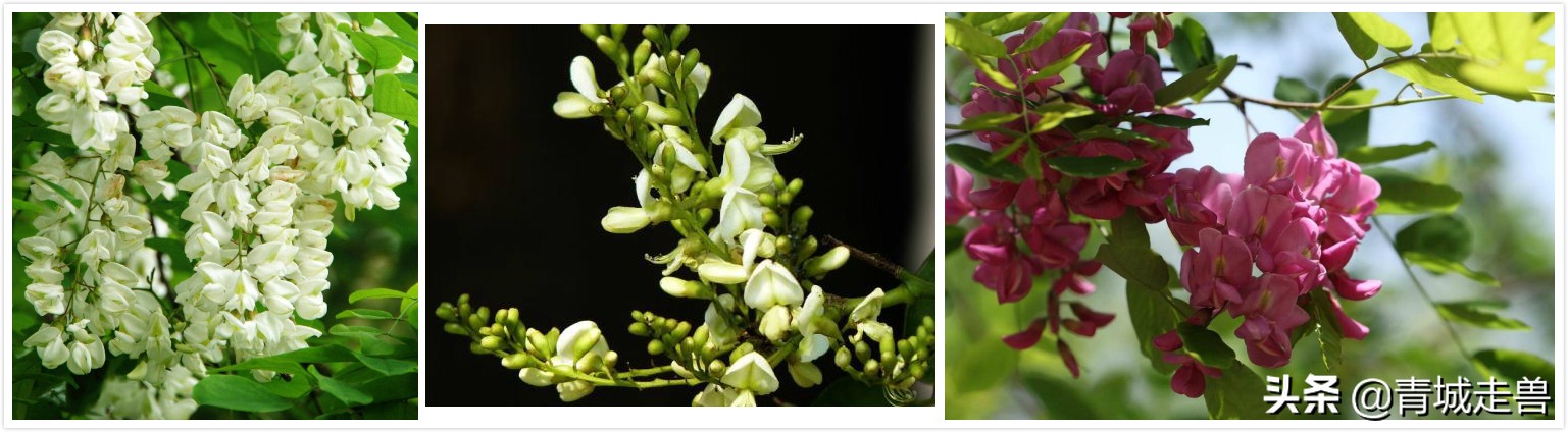 五月的槐花特别香,五月槐花香你不知道的事