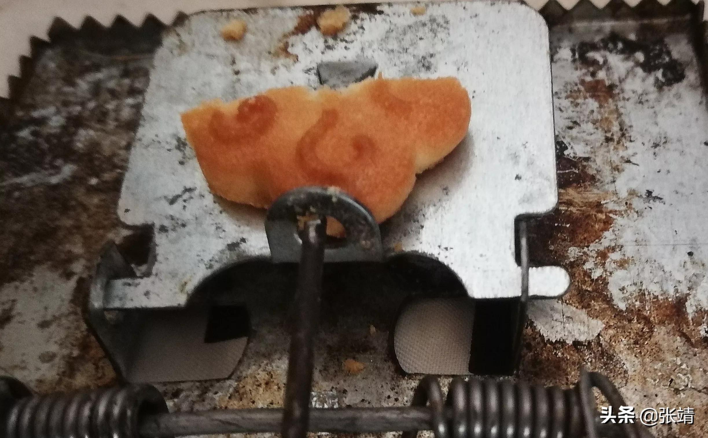 老鼠进家有什么好办法,老鼠进家该找谁处理