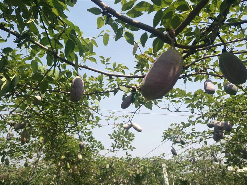 9月份云南有什么好吃水果,云南瓜果飘香有你最爱的吗