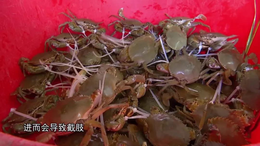 男子被钳子夹住致命部位,男子被咬一口全身器官衰竭