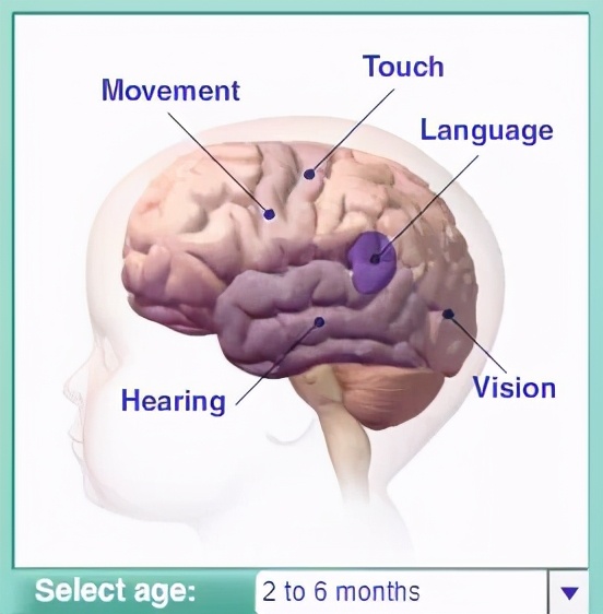 早教开发智力靠谱吗,早教开发全脑靠谱吗