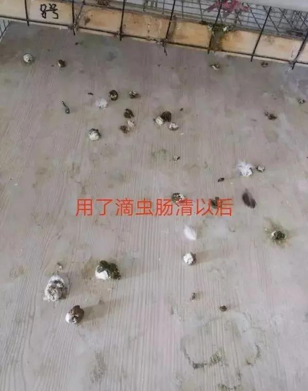 乳鸽死亡怎么办,乳鸽为什么15天突然死亡