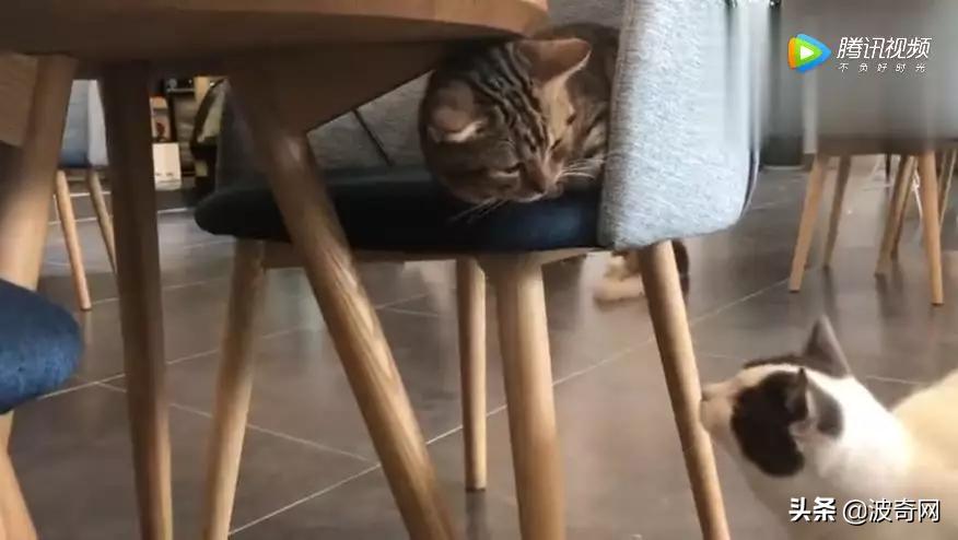 猫咪为什么掉毛特别厉害,猫咪打架掉毛秃了很大一块