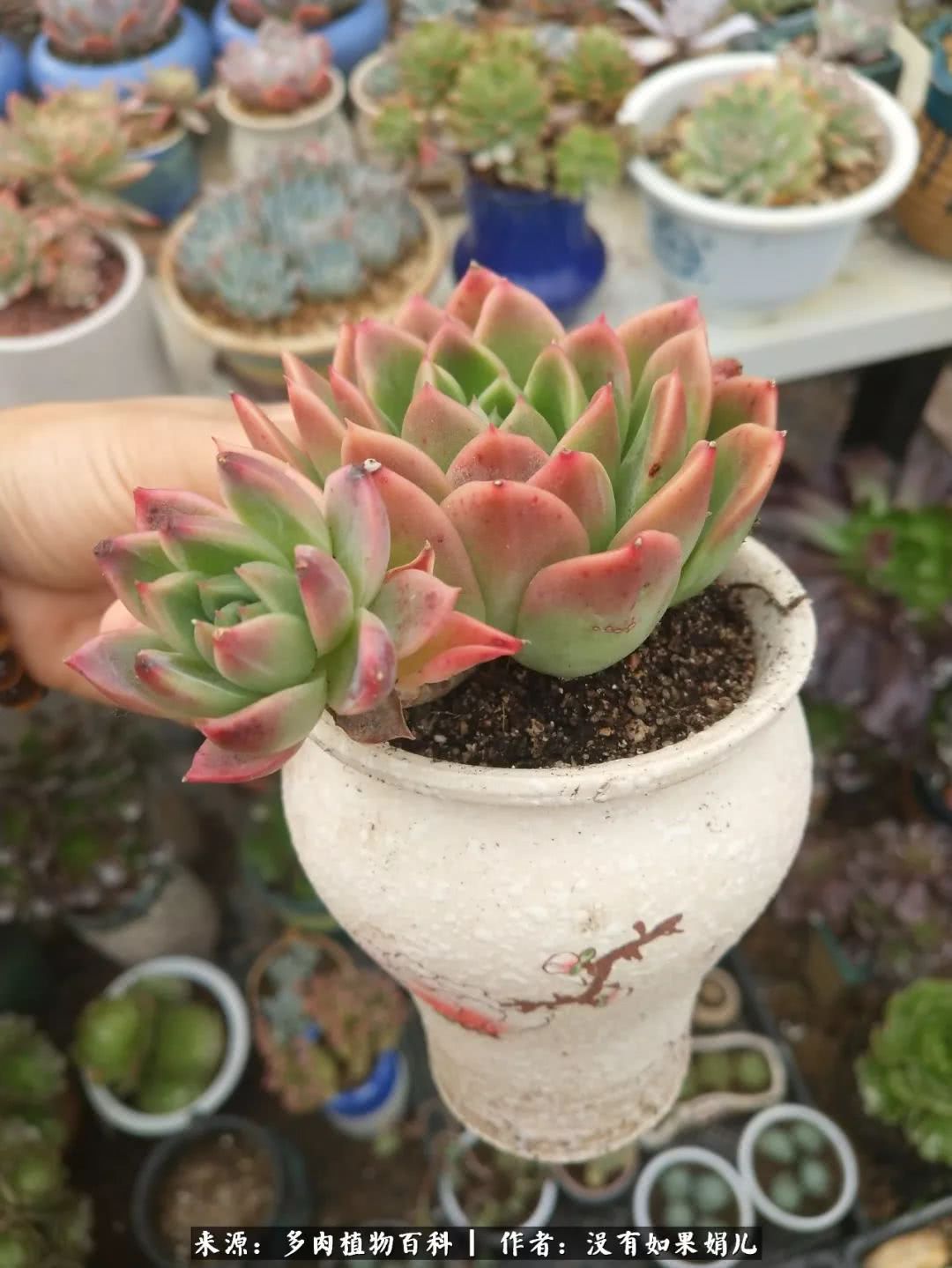 明人不说暗话，我为多肉而来！