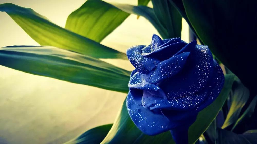 不同颜色的玫瑰花语,香槟玫瑰花语和寓意