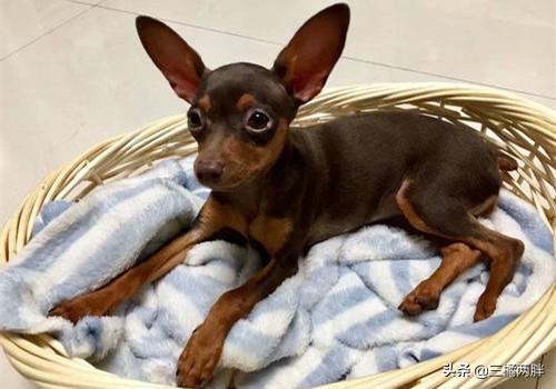 养宠经验和能力,养宠狗经验