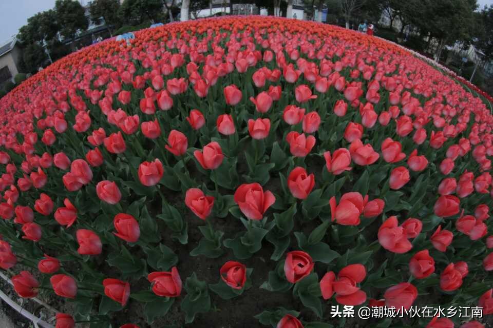 海宁梅园风景图片,海宁梅园