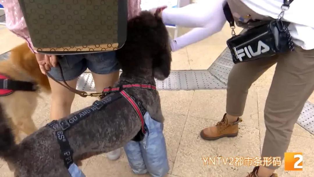 八旬老人被狗绳绊倒身亡如何避免,老人被狗绳绊倒是什么狗